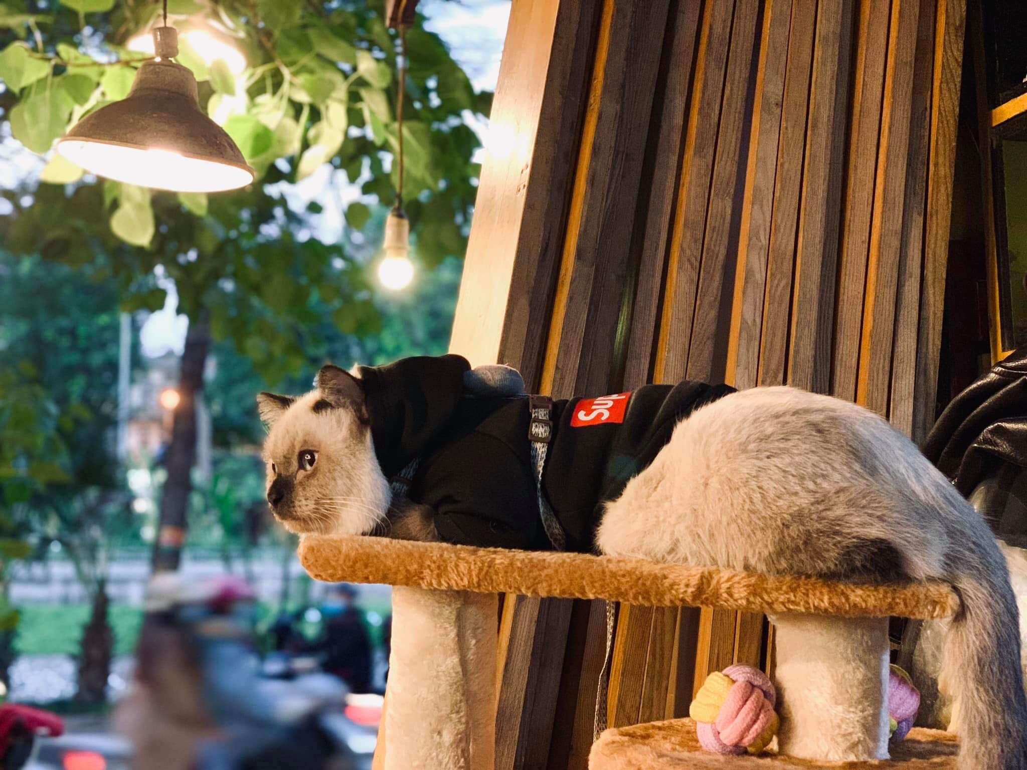 Cafe Mèo Hà Nội: Gợi Ý 17 Quán Cực Chill Cho Các “Con Sen