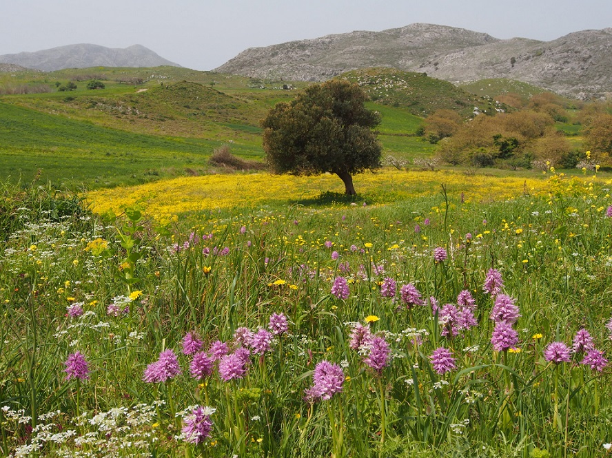 Crete in spring