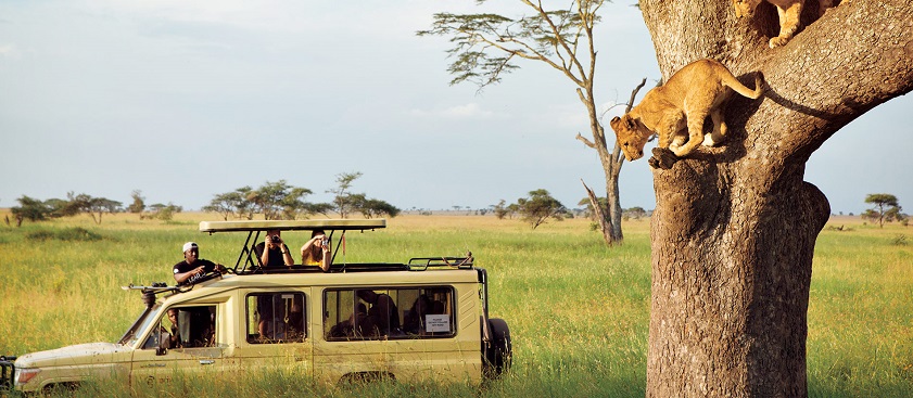 Embark on a safari experience in Tanzania