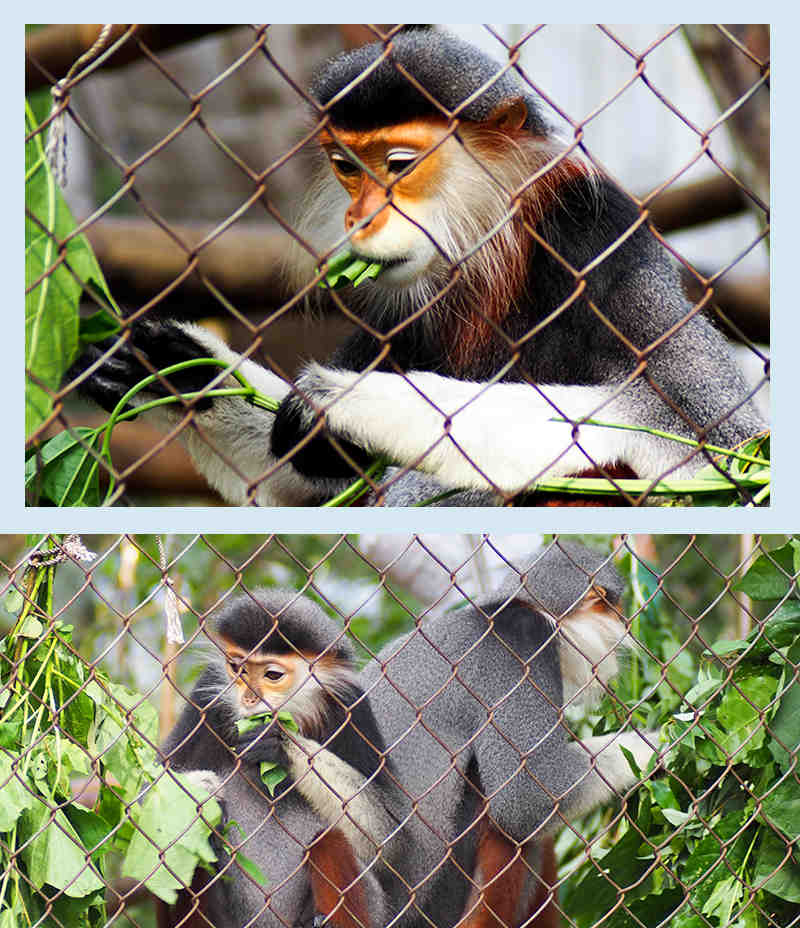 Endangered Primate Rescue Center