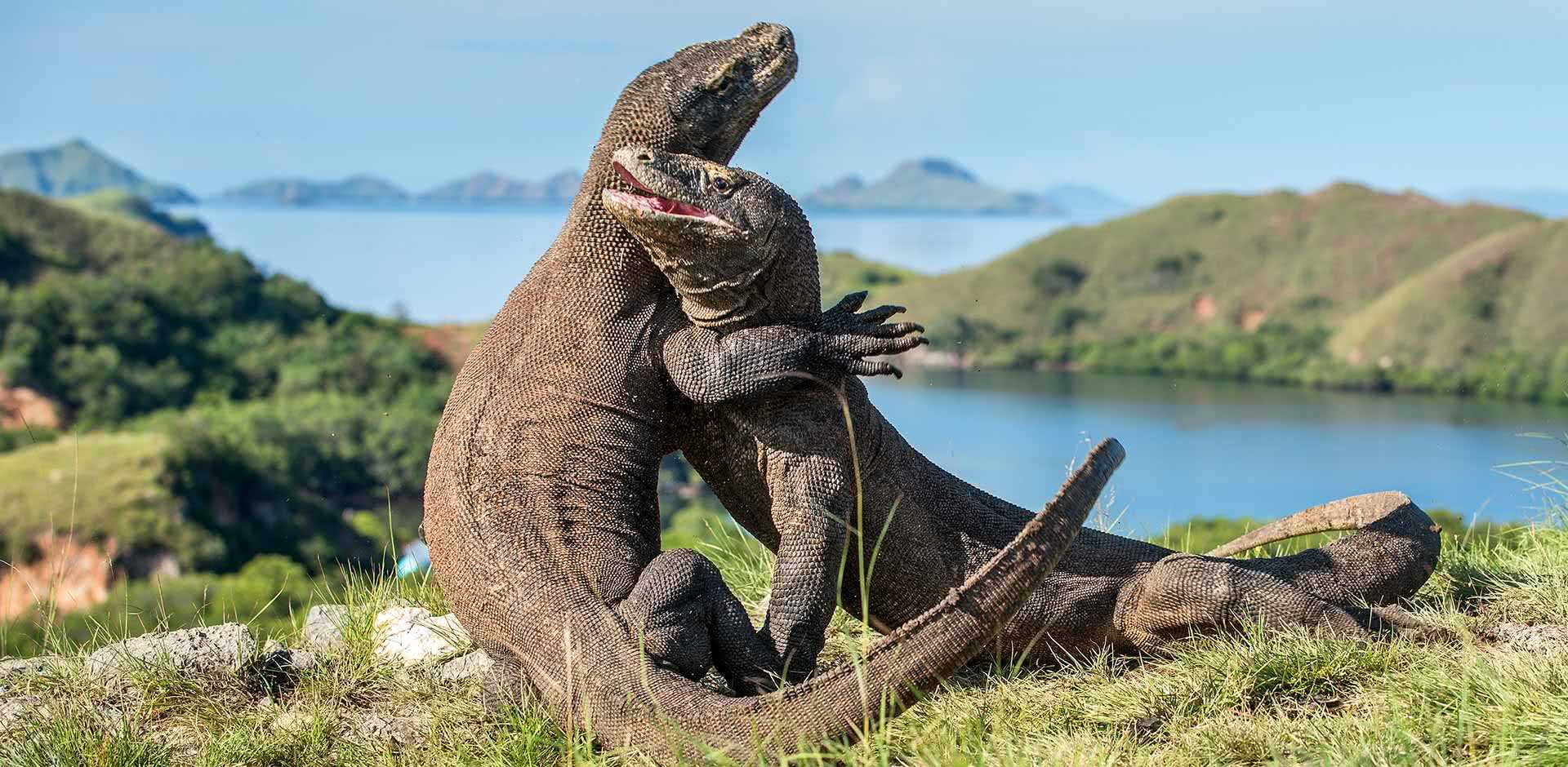 Komodo National Park stands out among Southeast Asian landmarks
