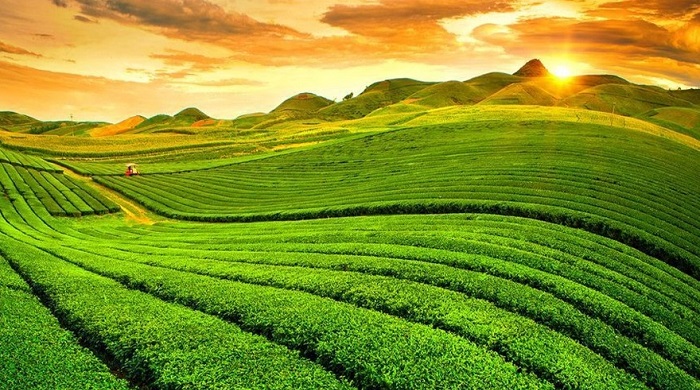 Moc Chau Plateau