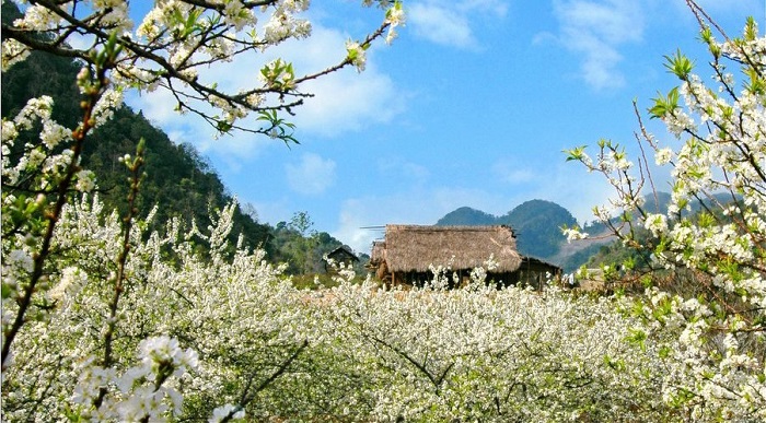 Moc Chau's weather