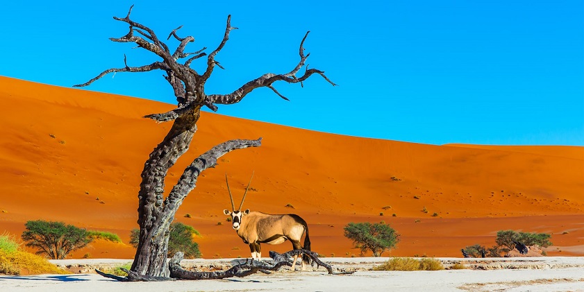 Namibia is one of the best countries to visit from India in August