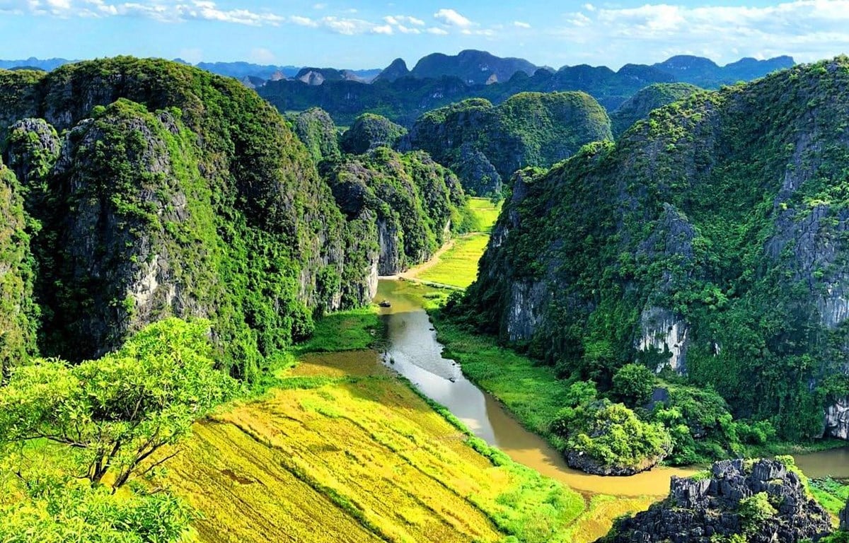Ninh Binh rice fields