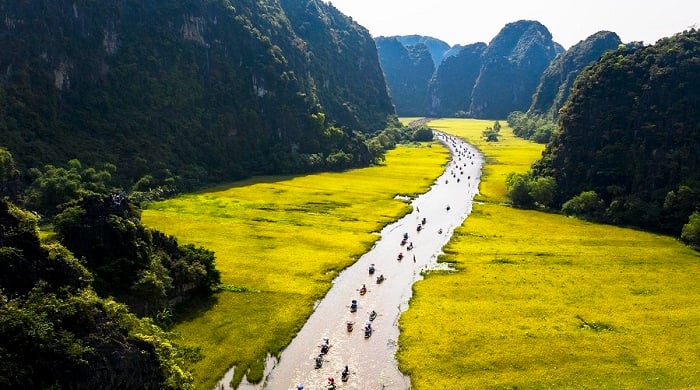 Ninh Binh's rice fields