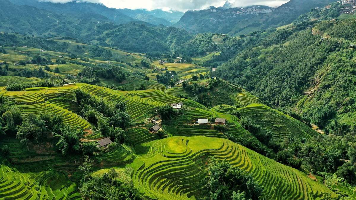 Sapa rice fields