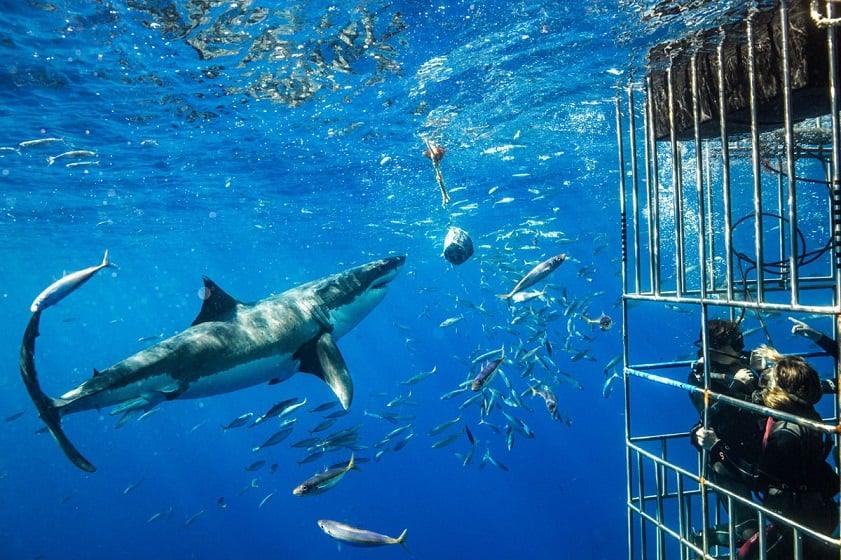 Shark watching at Guadalupe Island
