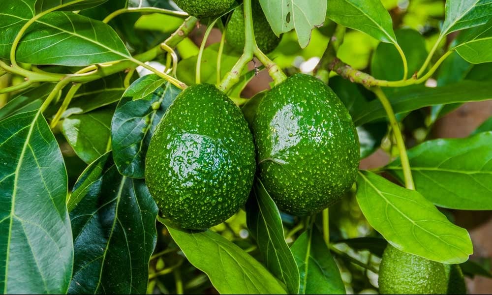 Vietnamese avocado