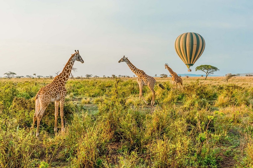 Wildlife enthusiasts cannot miss a visit to Tanzania in January