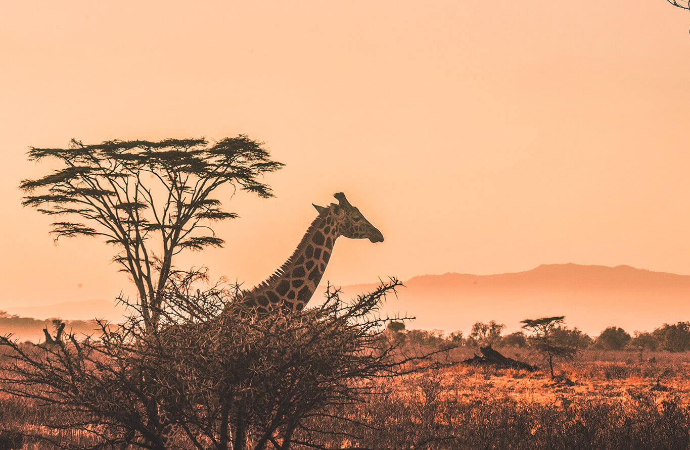 Wondering where to travel from India in September? - Consider Kenya
