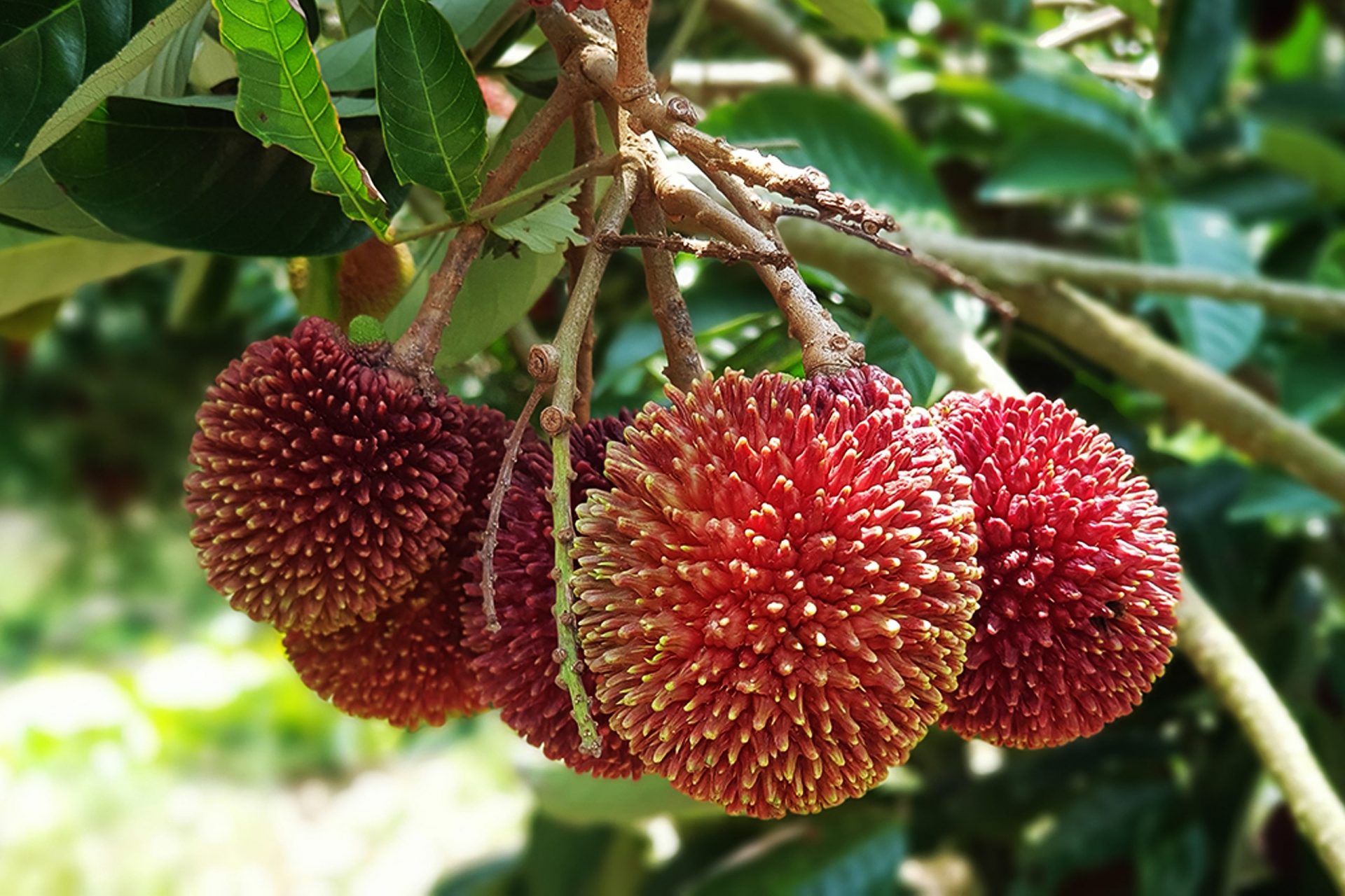 Asian fruits