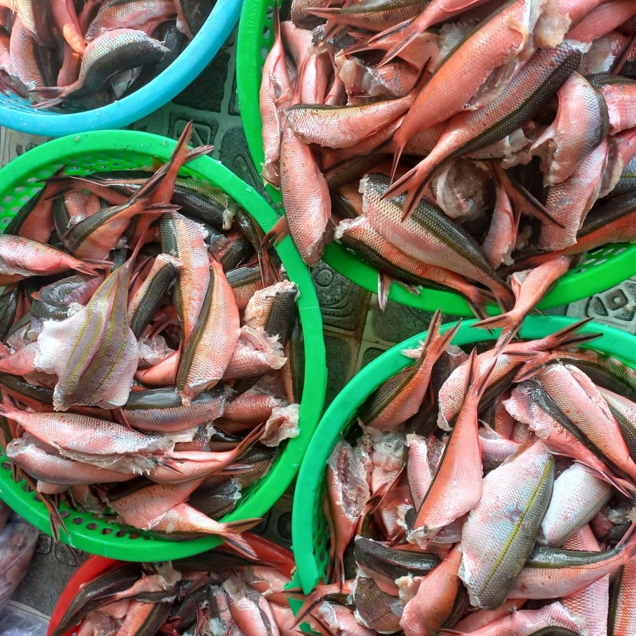 Cá đỏ củ để làm chả cá Lý Sơn