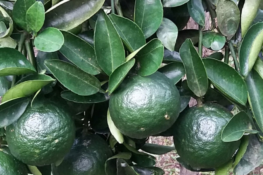 cam Bảo Lộc Lâm Đồng