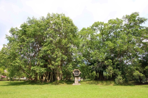 Cây đa Tân Trào
