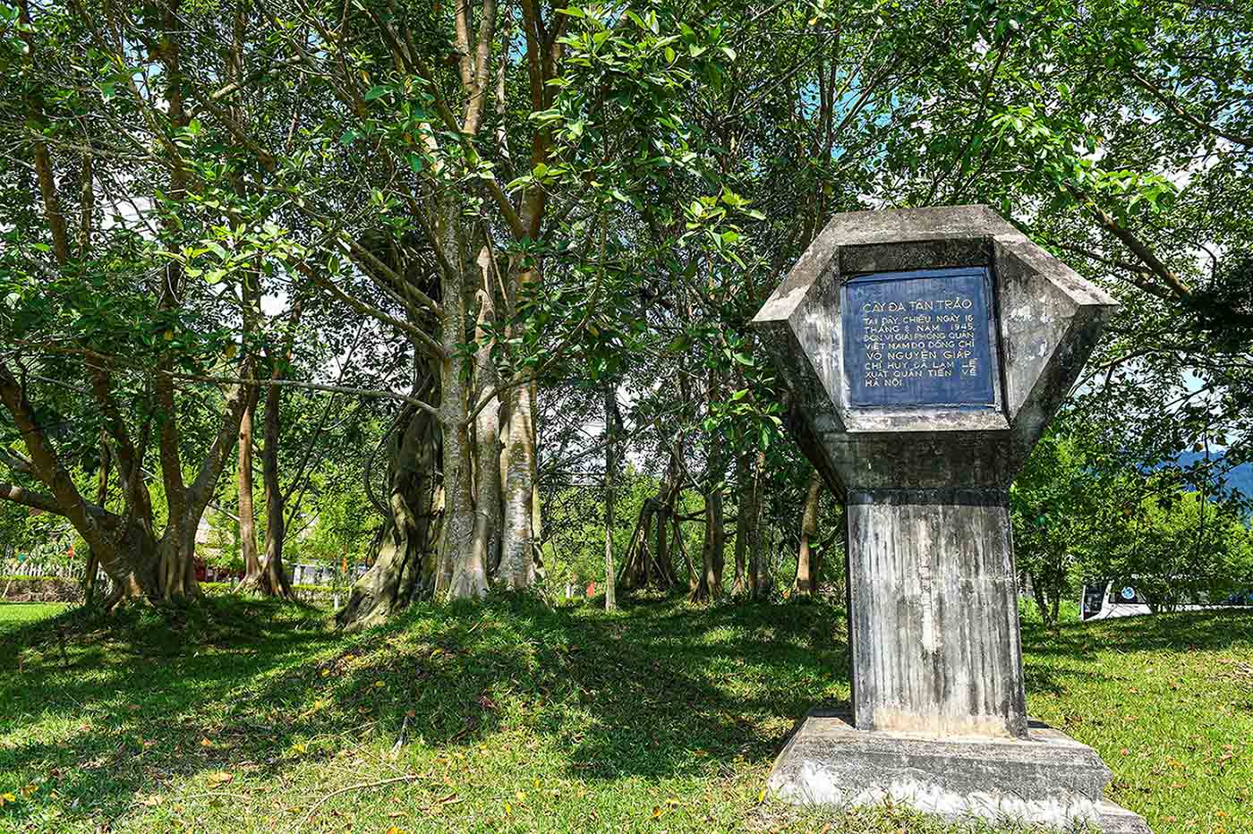 Cây đa Tân Trào Tuyên Quang