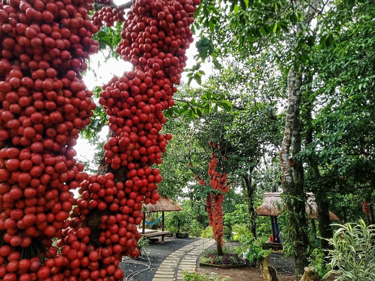 Cây đỏ cao nguyên Vân Hòa
