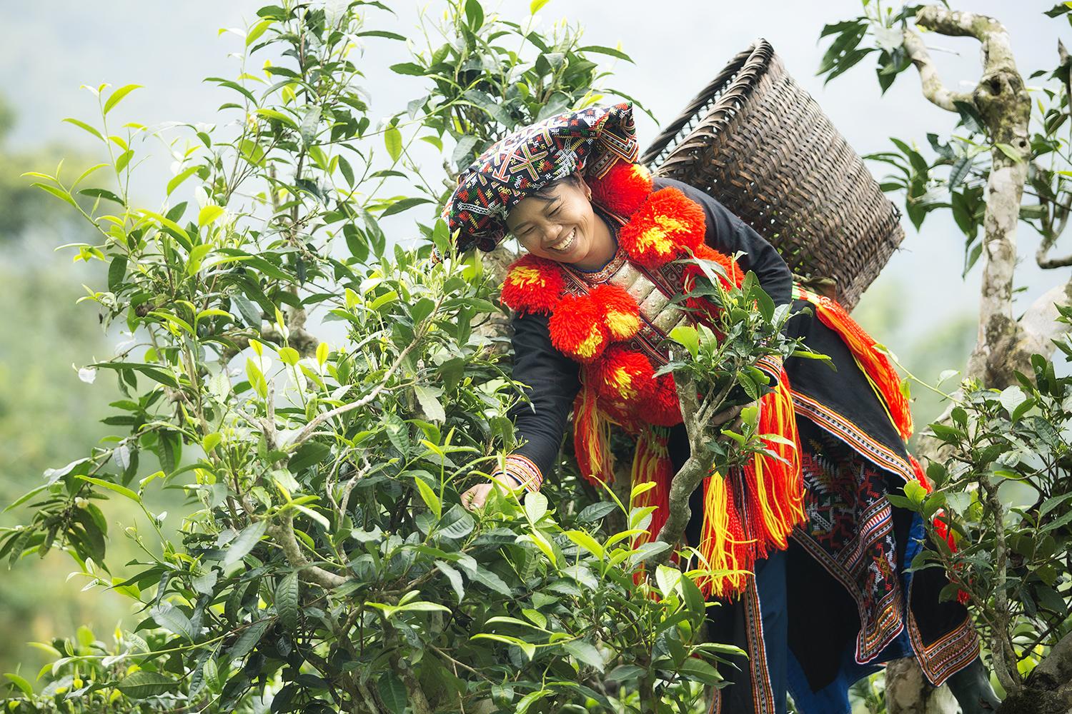 Chè Khau Mút Tuyên Quang