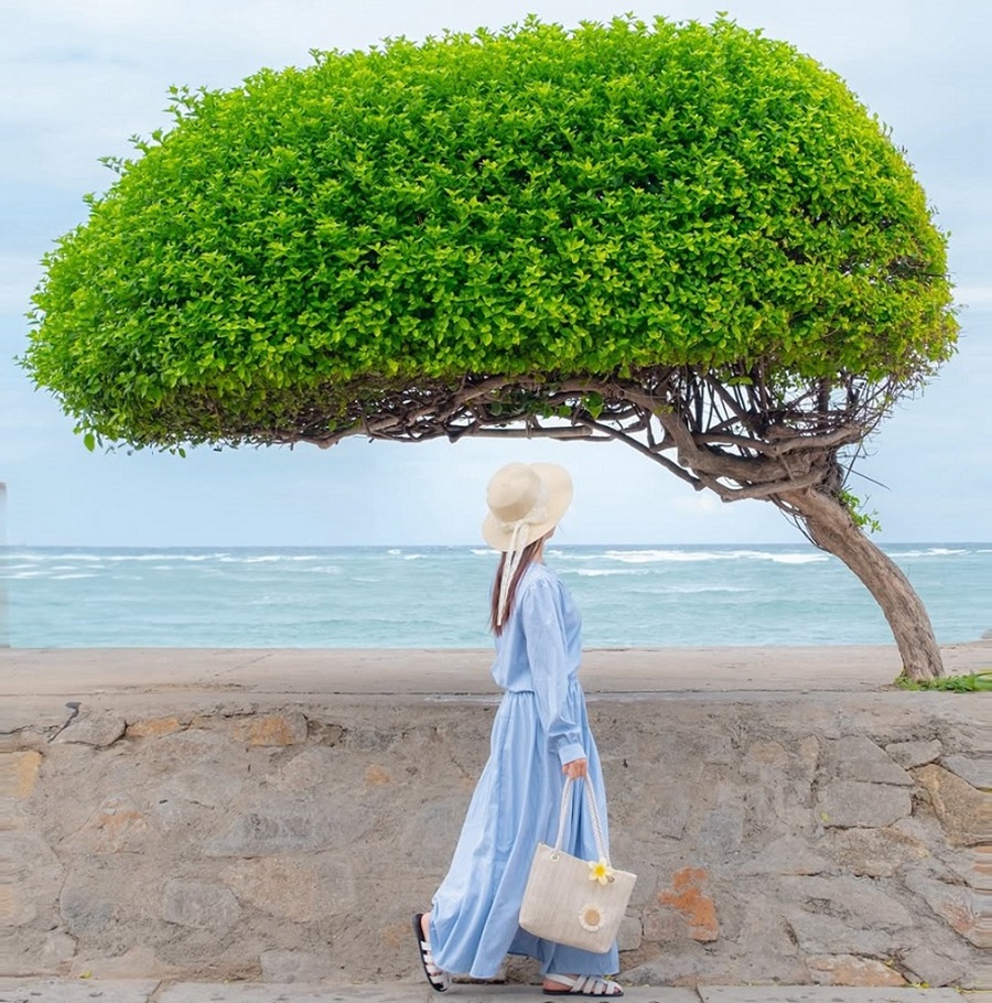 chụp hình với cây cô đơn Phú Quý