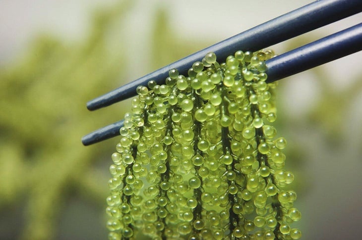 海葡萄海藻——芽庄特产作为礼物