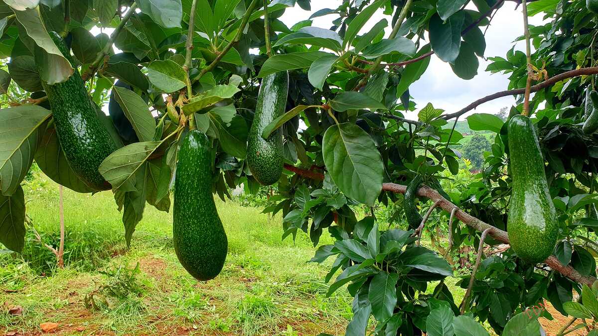 đặc sản ở Bảo Lộc