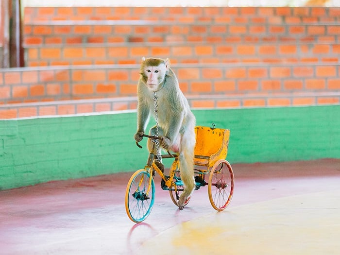 Tổng thích hợp 93 coi khỉ chuồn xe đạp điện ko thể bỏ dở  daotaonec