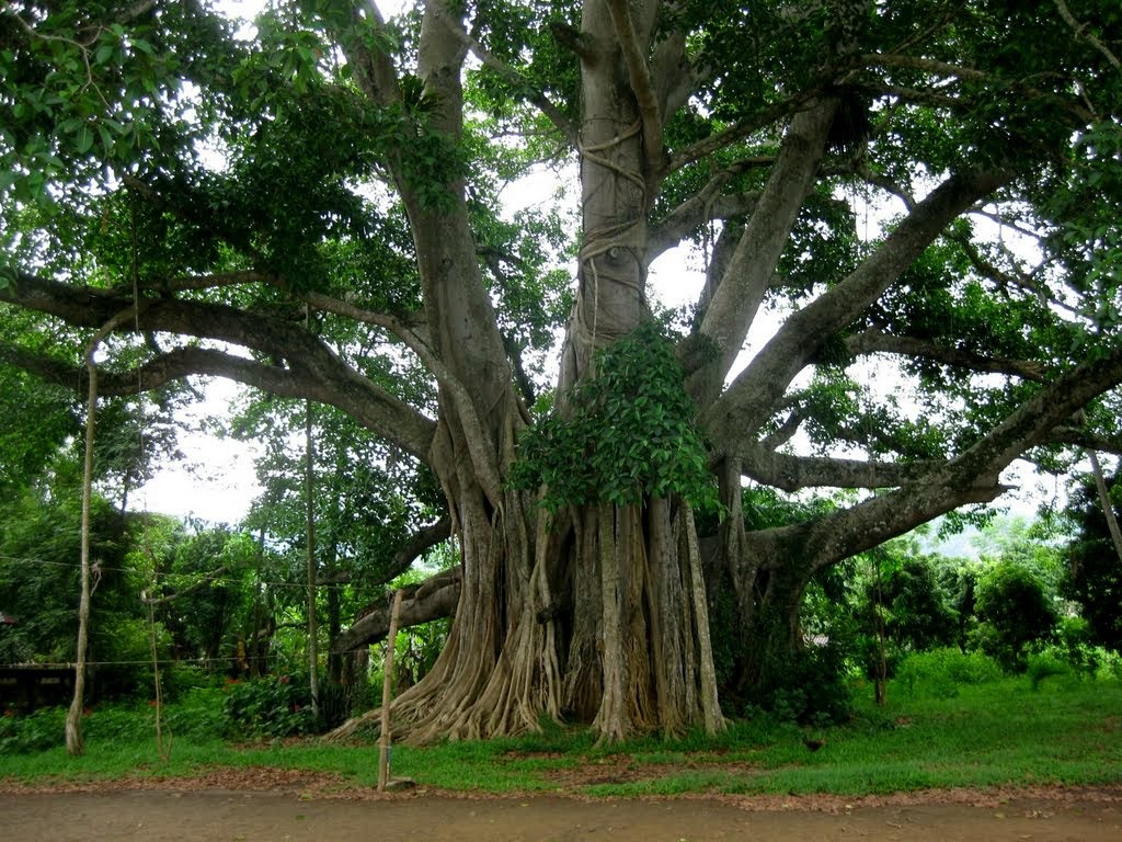 Địa chỉ cây đa Tân Trào