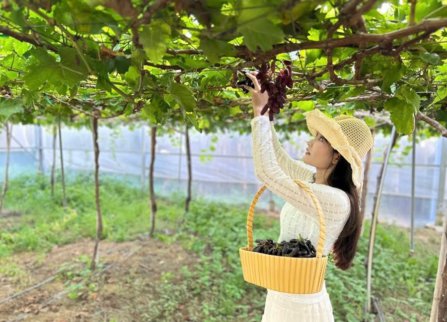 địa chỉ mua nho Ninh Thuận