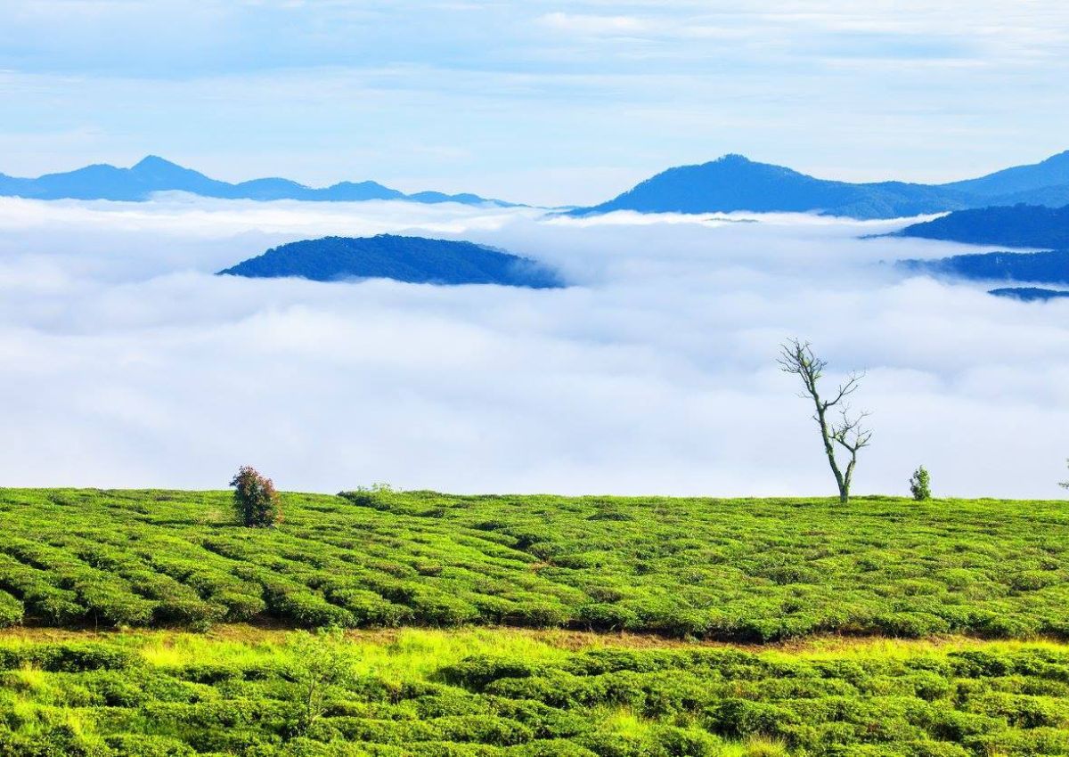 Đồi chè Cầu Đất Đà Lạt