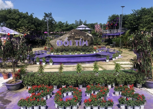 Đồi Tím Phú Yên