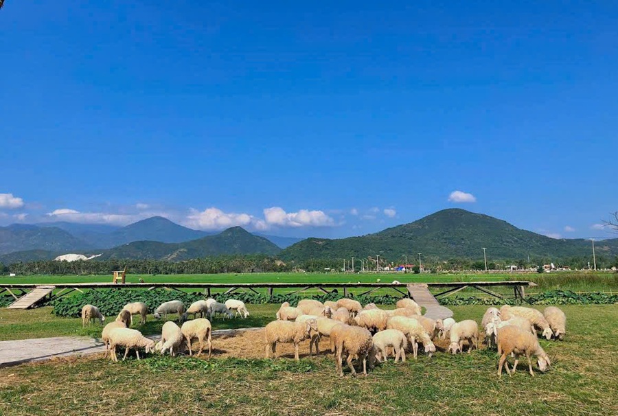 đồng cừu An Hòa Ninh Thuận