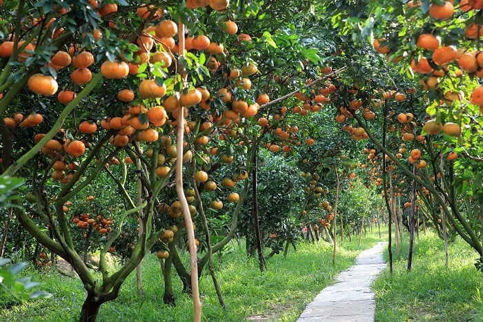 Miệt vườn trái cây - Du lịch miệt vườn bốn mùa