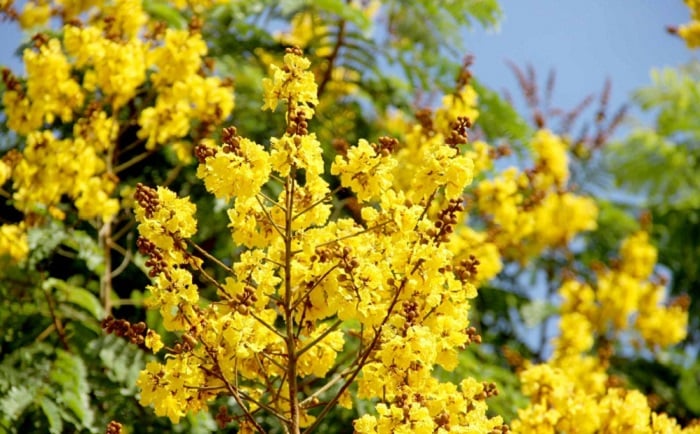 Flowers of Vietnam