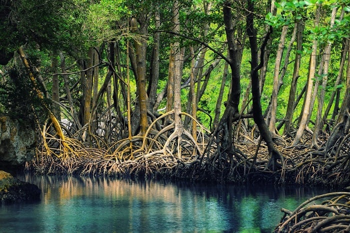 Forest in Vietnam