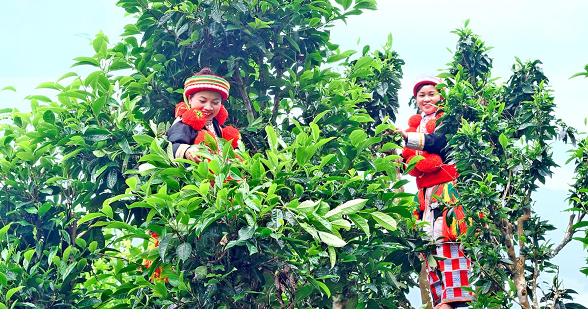 Hái chè Shan Tuyết