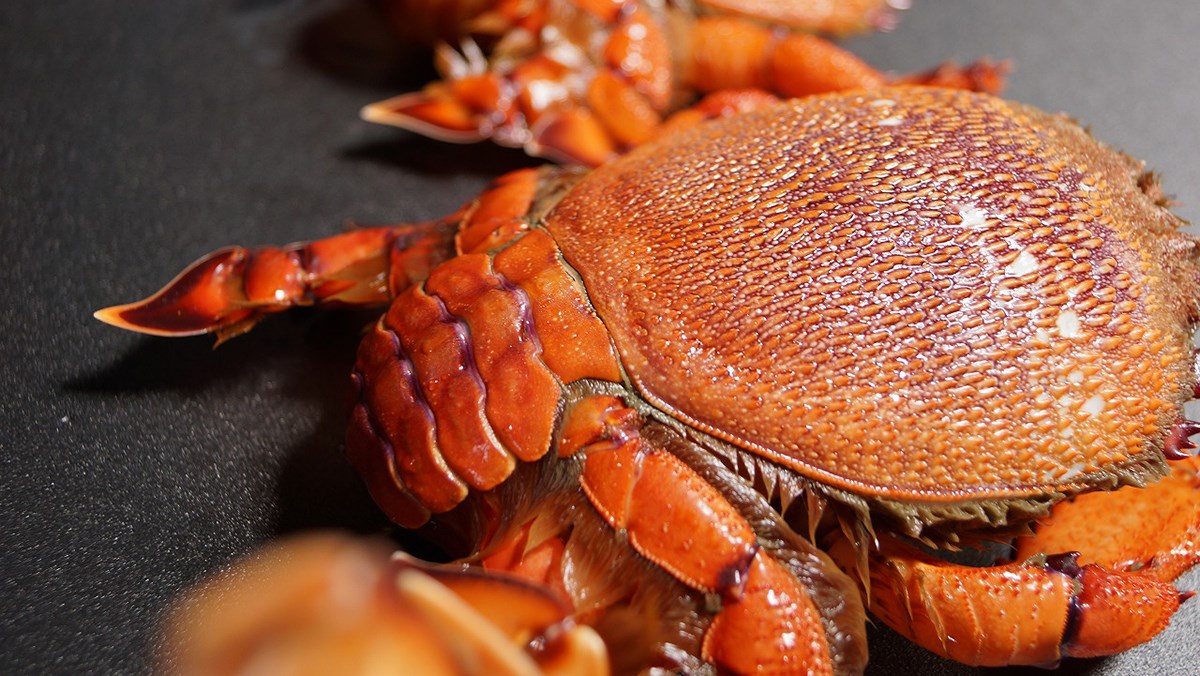 hải sản Phú Quý