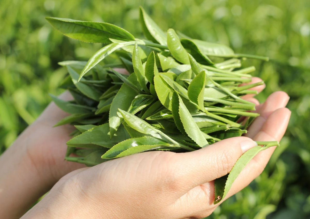 Hái trà ở Bảo Lộc