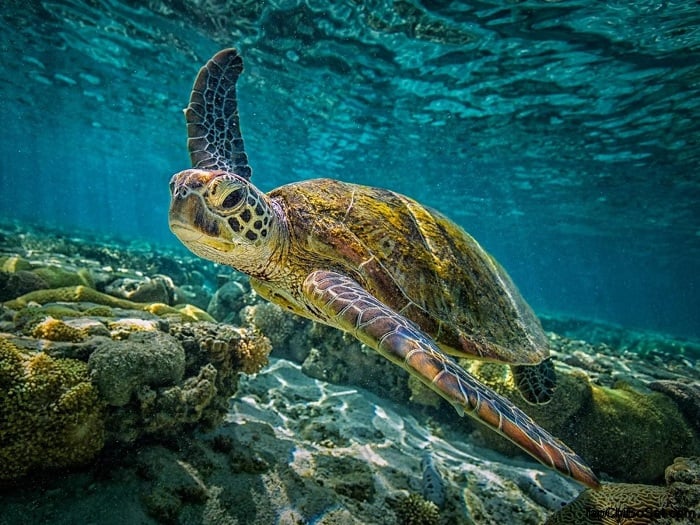 khu bảo tồn rùa biển tại hang rái