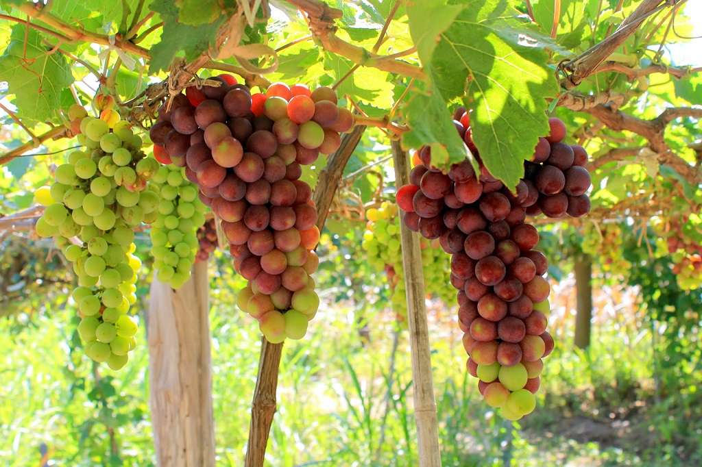 Hình ảnh vườn nho Ninh Thuận