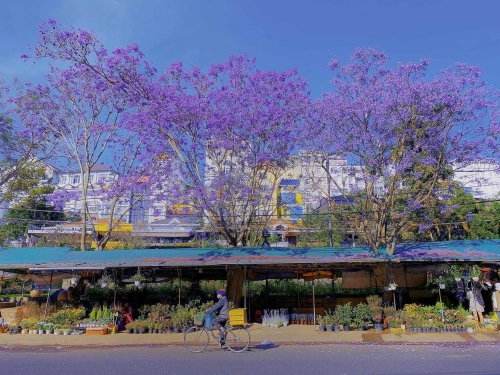 Hoa Đà Lạt