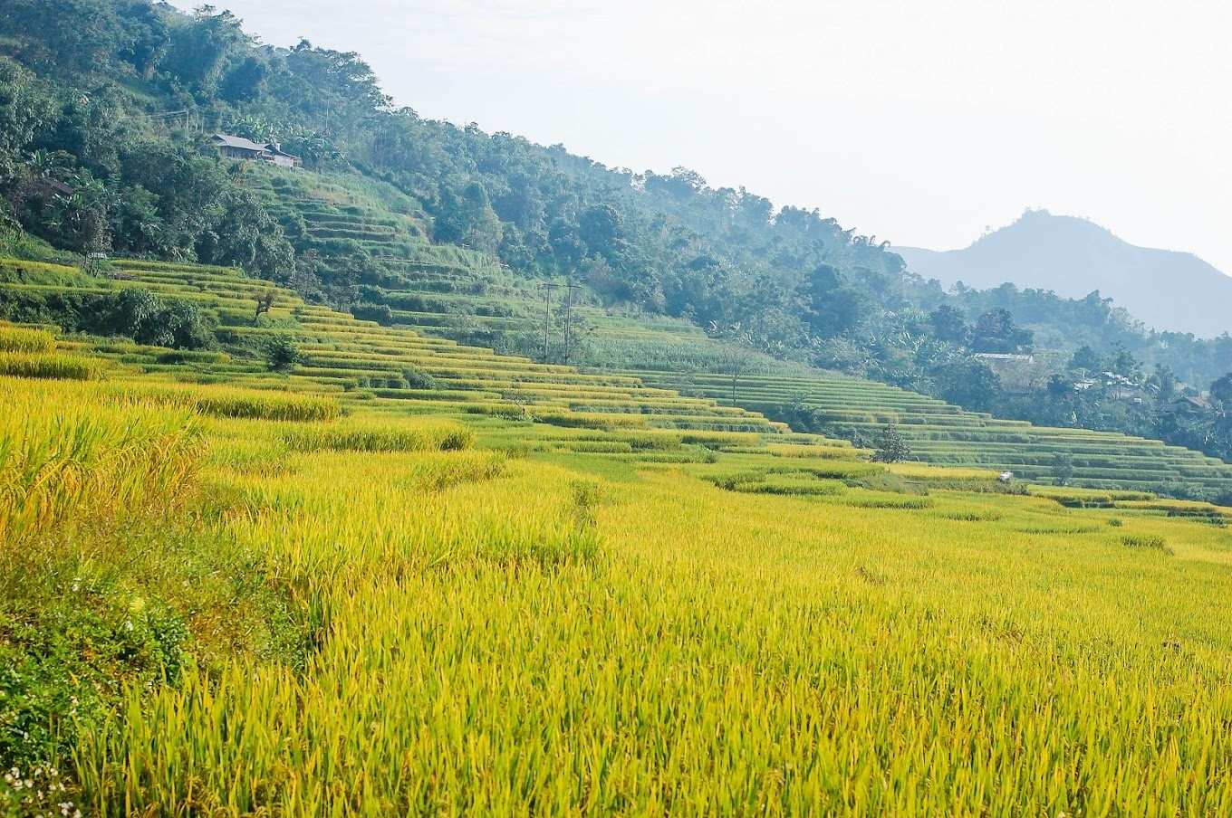 Khám phá ruộng bậc thang Hồng Thái đẹp