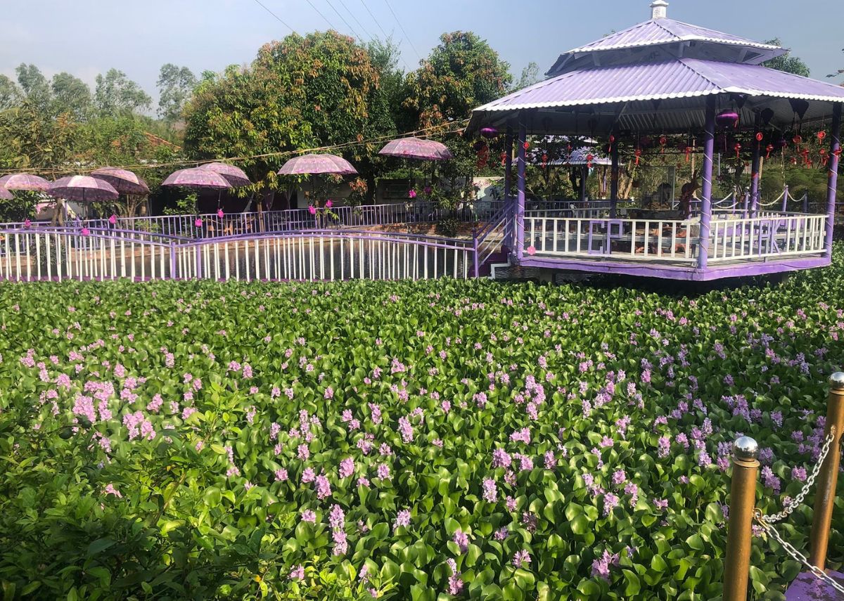 Khung cảnh Đồi Tím thơ mộng