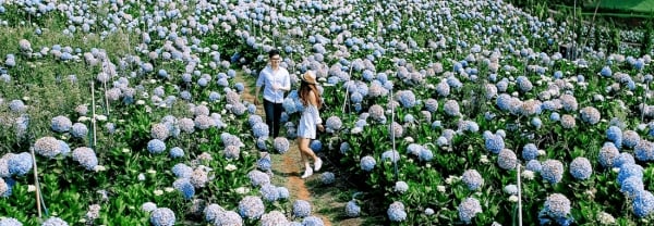 Làng hoa Vạn Thành