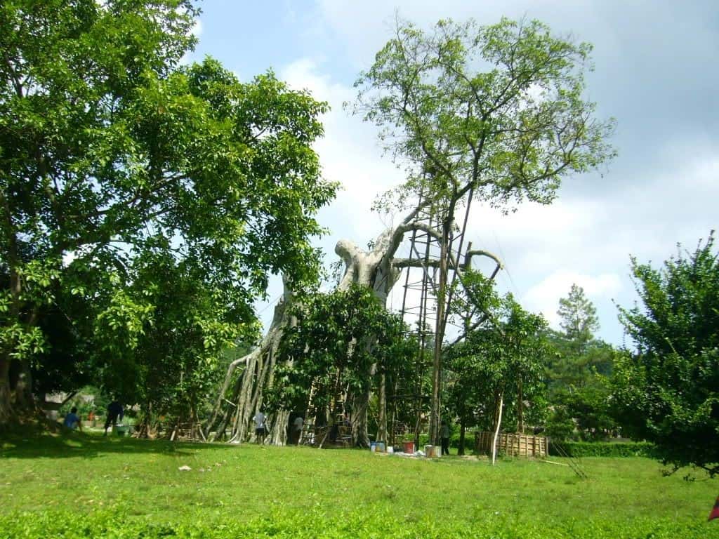 Lịch sử cây đa Tân Trào