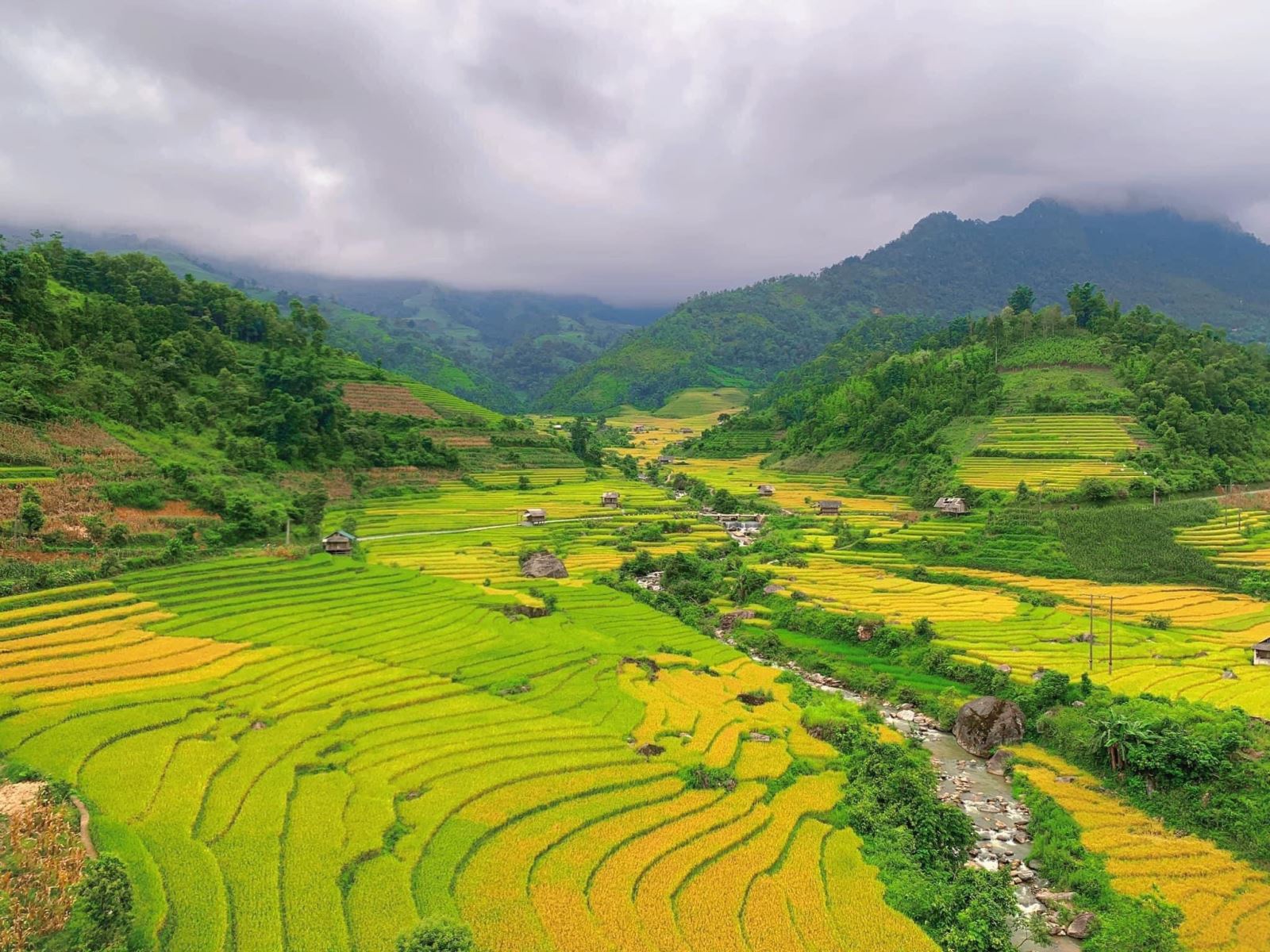 mùa vàng tại Hồng Thái
