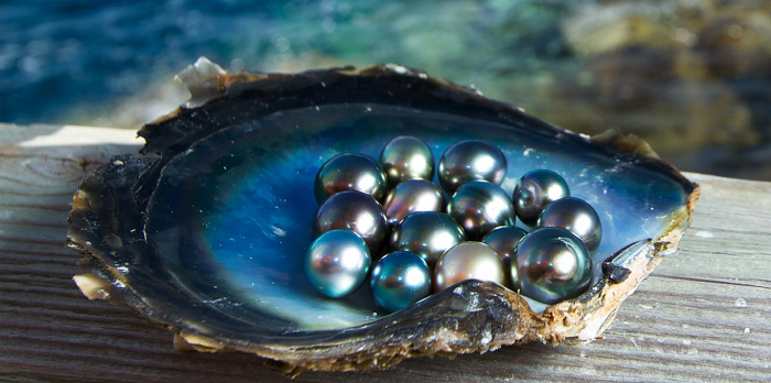 Ngọc trai Phú Quốc - Món quà của biển “mê hoặc” mọi du khách