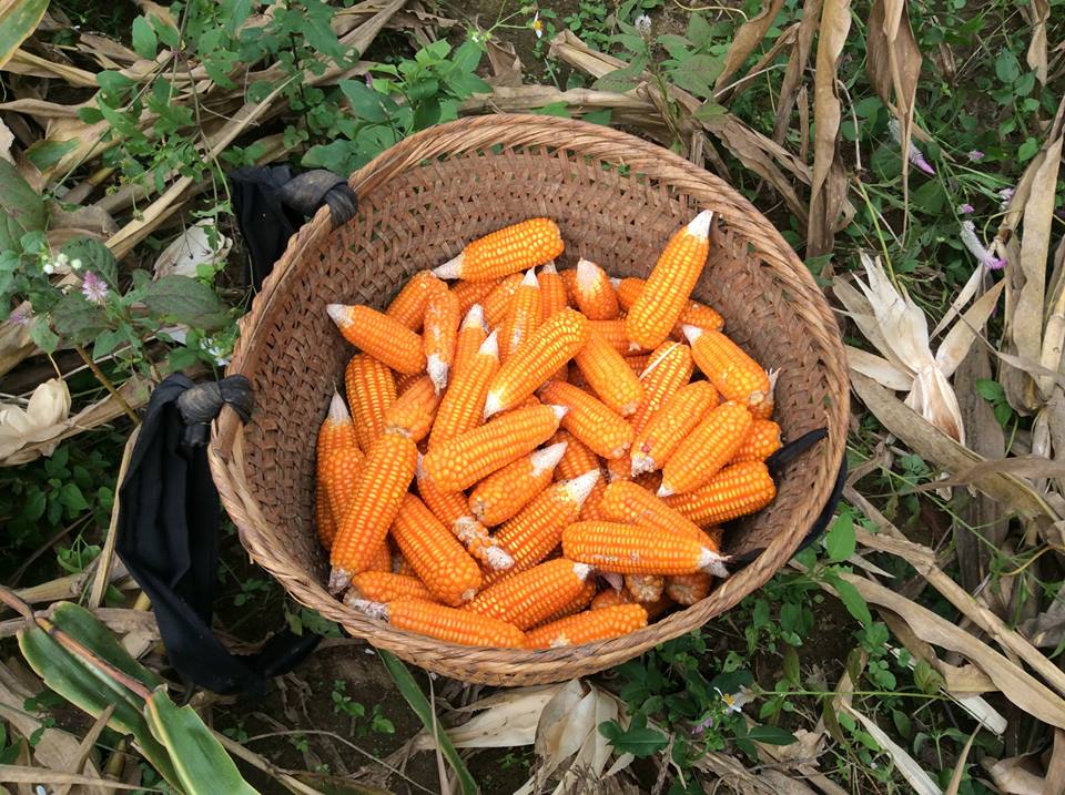 Nguyên liệu ngô nấu rượu
