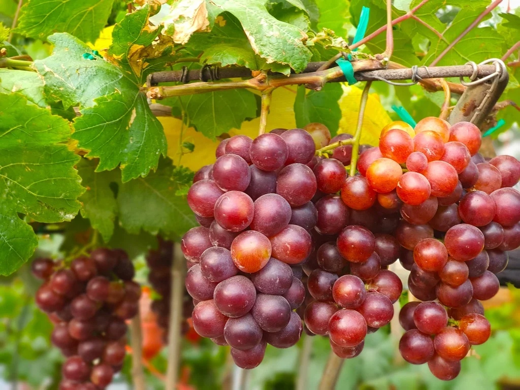 Nho Ninh Thuận Khánh Hòa