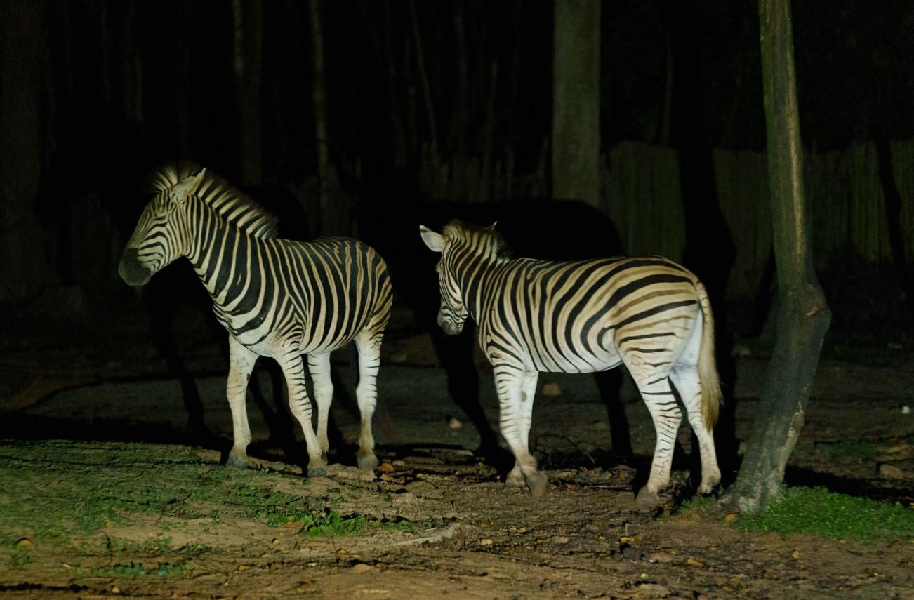 Ngắm thú về đêm tại Safari Phú Quốc