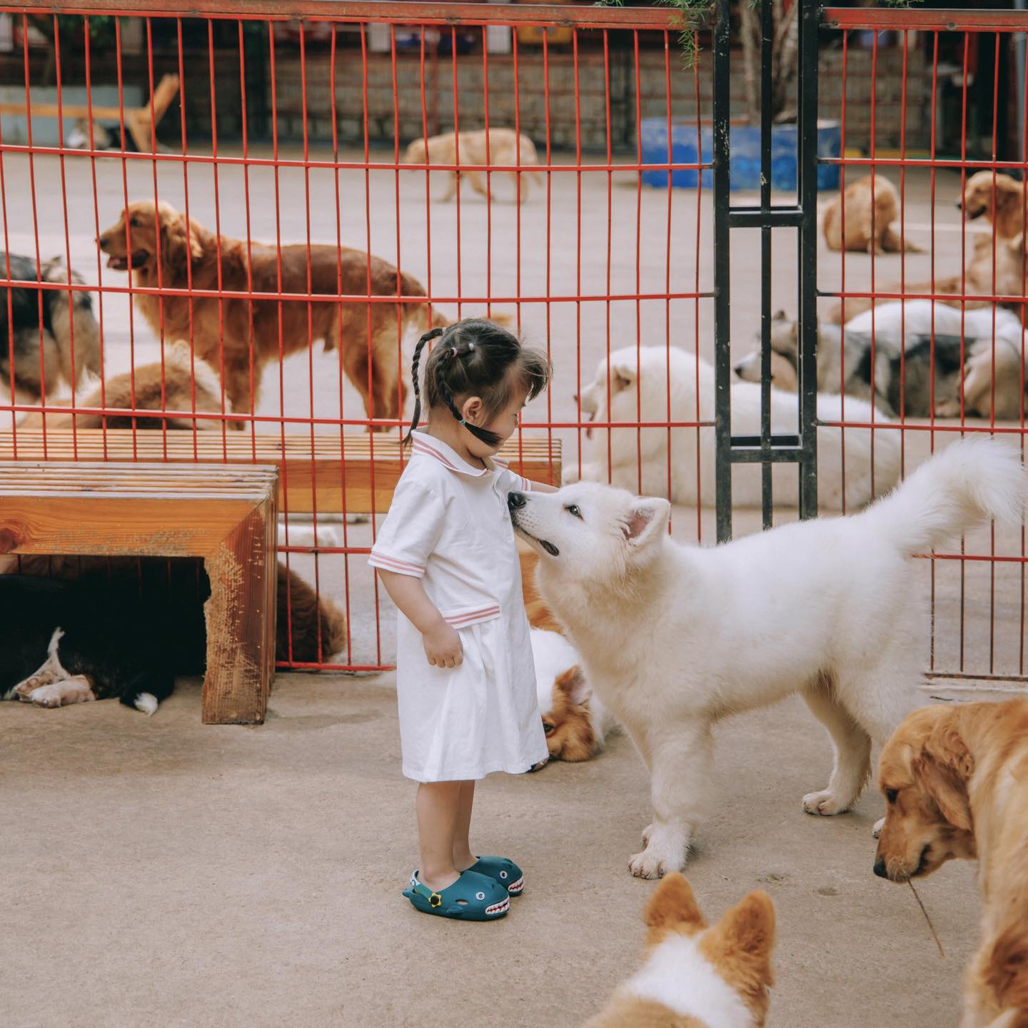Nông trại cún Puppy Farm Đà Lạt có gì? Khám phá A-Z